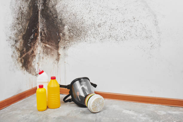 Best Fast Mold Removal  in West Simsbury, CT