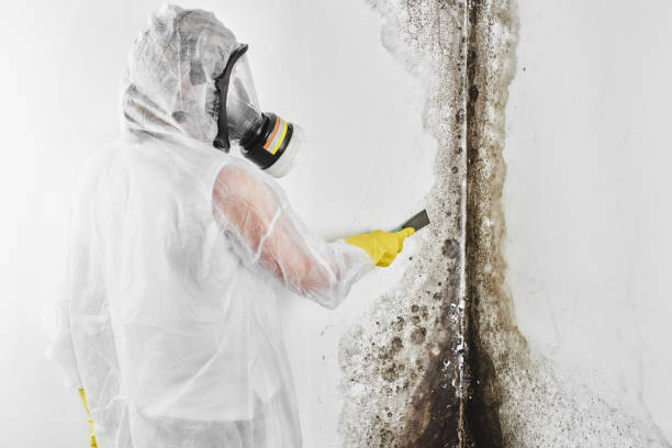 Best Commercial Mold Removal  in West Simsbury, CT