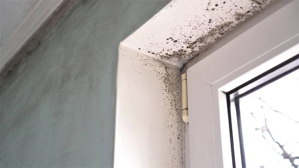 Best Affordable Mold Removal  in West Simsbury, CT