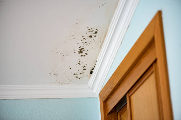 Best Mold Cleaning Services  in West Simsbury, CT
