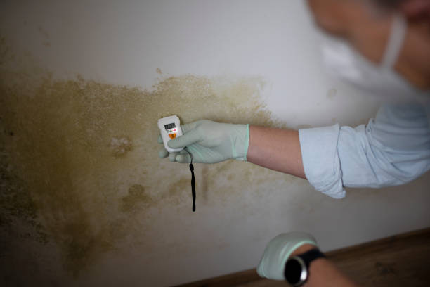 Best Mold Remediation  in West Simsbury, CT