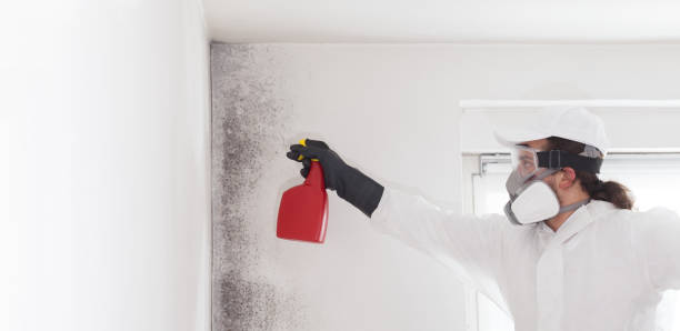 Professional Mold Removal in West Simsbury, CT