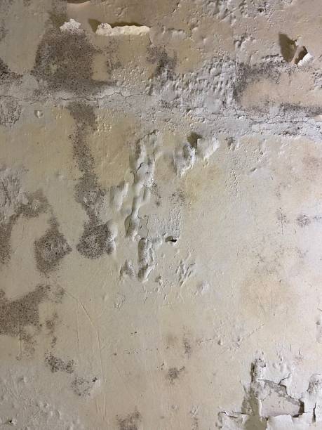 Best Certified Mold Removal  in West Simsbury, CT