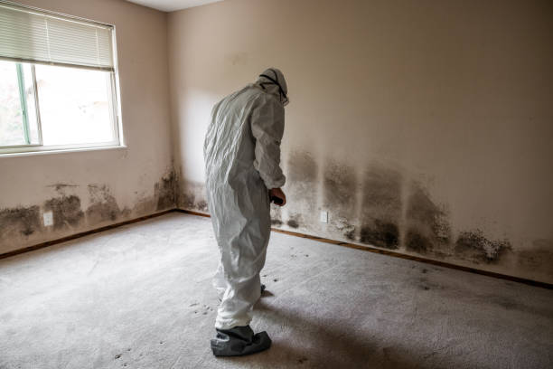 Best Professional Mold Removal  in West Simsbury, CT